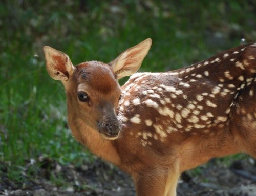 Тељење кошута (Cervus elaphus) у Националном парку Копаоник